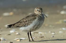 Attēlu rezultāti vaicājumam “Calidris alpina adult”