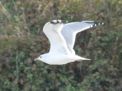 Attēlu rezultāti vaicājumam “Larus canus adult”