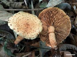 Attēlu rezultāti vaicājumam “Pholiota heteroclita”