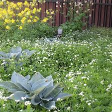 Attēlu rezultāti vaicājumam “Galium odoratum bud”
