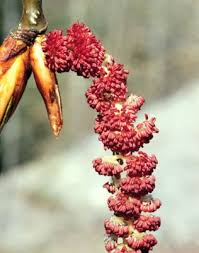 Attēlu rezultāti vaicājumam “Populus x gileadensis”