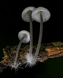 Attēlu rezultāti vaicājumam “Mycena filopes”