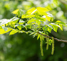 Attēlu rezultāti vaicājumam “Juglans cinerea leaf”
