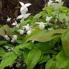 Image result for Elfenspiegel