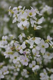 Attēlu rezultāti vaicājumam “Cardamine pratensis”