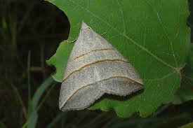 Attēlu rezultāti vaicājumam “Colobochyla salicalis”