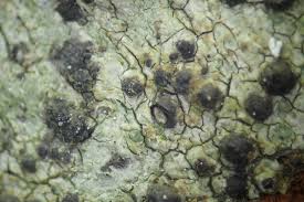 Attēlu rezultāti vaicājumam “Acrocordia gemmata”