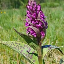 Attēlu rezultāti vaicājumam “Dactylorhiza majalis subsp. baltica flower”