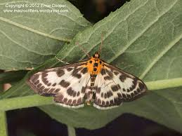Attēlu rezultāti vaicājumam “Anania hortulata”