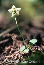 Attēlu rezultāti vaicājumam “Moneses uniflora bud”