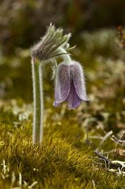 Attēlu rezultāti vaicājumam “Pulsatilla pratensis flower”