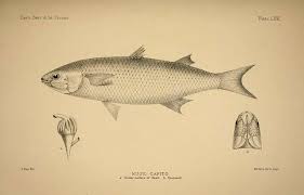 Image result for Liza ramada