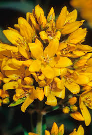 Attēlu rezultāti vaicājumam “Lysimachia vulgaris flower”