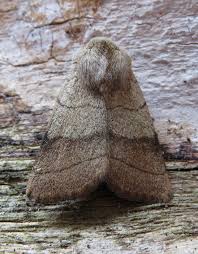 Attēlu rezultāti vaicājumam “Charanyca trigrammica”