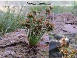 Attēlu rezultāti vaicājumam “Juncus capitatus”