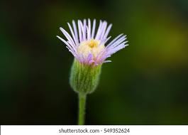 Attēlu rezultāti vaicājumam “Erigeron acris flower”