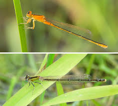 Attēlu rezultāti vaicājumam “Ischnura pumilio”