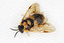 Attēlu rezultāti vaicājumam “Diprion pini female”