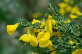 Attēlu rezultāti vaicājumam “Cytisus scoparius”