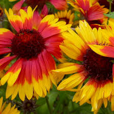 Image result for Gaillardia `Kobold`