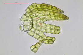 Attēlu rezultāti vaicājumam “Kurzia pauciflora”