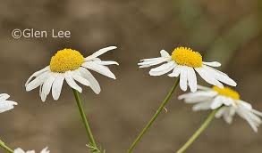 Attēlu rezultāti vaicājumam “Tripleurospermum inodorum flower”