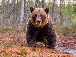 Attēlu rezultāti vaicājumam “Ursus arctos”