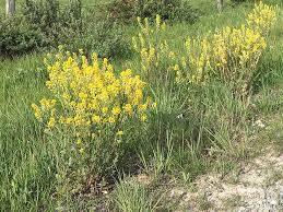 Attēlu rezultāti vaicājumam “Barbarea vulgaris subsp. arcuata flower”