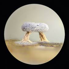 Attēlu rezultāti vaicājumam “Didymium squamulosum stalked”