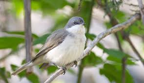 Attēlu rezultāti vaicājumam “Sylvia curruca”