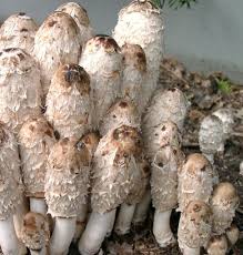 Image result for coprinus