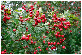 Attēlu rezultāti vaicājumam “Crataegus”