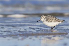 Attēlu rezultāti vaicājumam “Calidris alba adult”