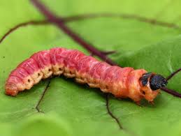 Attēlu rezultāti vaicājumam “Cossus cossus”