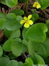 Attēlu rezultāti vaicājumam “Siphoptychium violaceum”