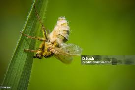 Attēlu rezultāti vaicājumam “Entomophthora”