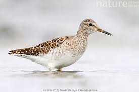 Attēlu rezultāti vaicājumam “Tringa glareola”