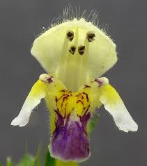 Attēlu rezultāti vaicājumam “Galeopsis speciosa flower”
