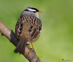 Image result for Zonotrichia leucophrys