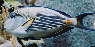 Image result for Acanthurus blochii