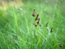 Attēlu rezultāti vaicājumam “Carex disticha”