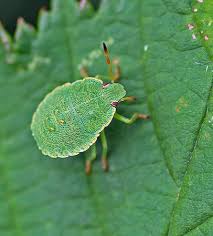 Attēlu rezultāti vaicājumam “Palomena prasina nymph”