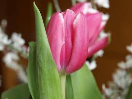 Attēlu rezultāti vaicājumam “Tulipa gesneriana flower”