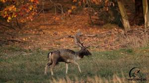 Attēlu rezultāti vaicājumam “Dama dama”