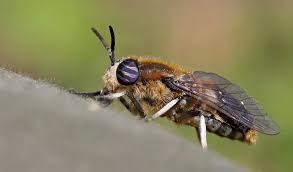 Attēlu rezultāti vaicājumam “Heptatoma pellucens”