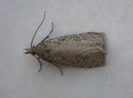 Attēlu rezultāti vaicājumam “Epiblema grandaevana”