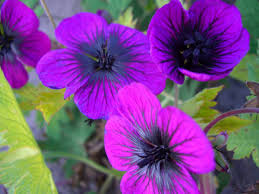 Image result for Geranium `Sandrine`