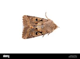 Attēlu rezultāti vaicājumam “Orthosia gothica”