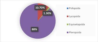 Attēlu rezultāti vaicājumam “Pteropsida”