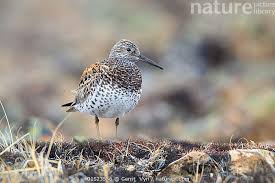 Image result for Calidris tenuirostris